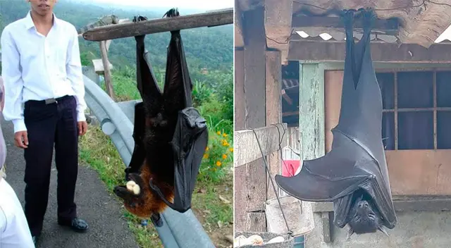 Murciélago Diadema en Filipinas.