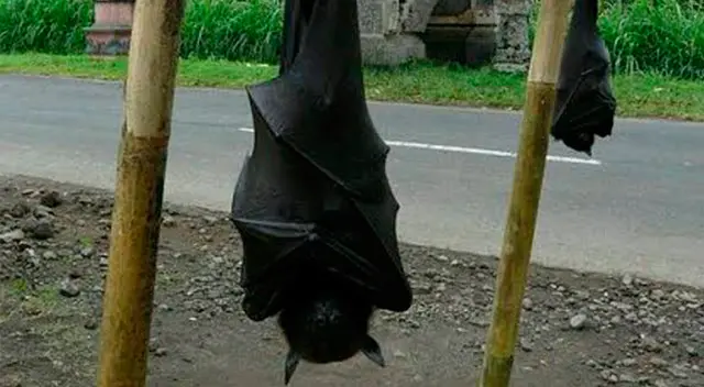 Murciélago Diadema en Filipinas.