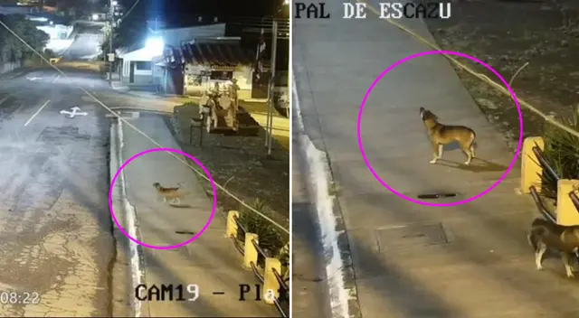 Lo usuarios de YouTube han pedido que el perrito sea adoptado. Lo usuarios de YouTube han pedido que el perrito sea adoptado.