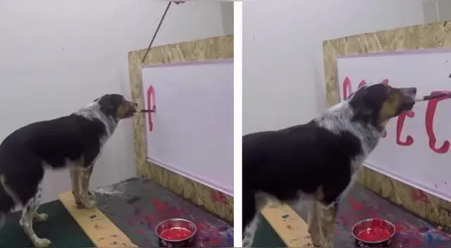 El talento del can con la pintura sorprendió a miles de usuarios en las redes sociales. El talento del can con la pintura sorprendió a miles de usuarios en las redes sociales.