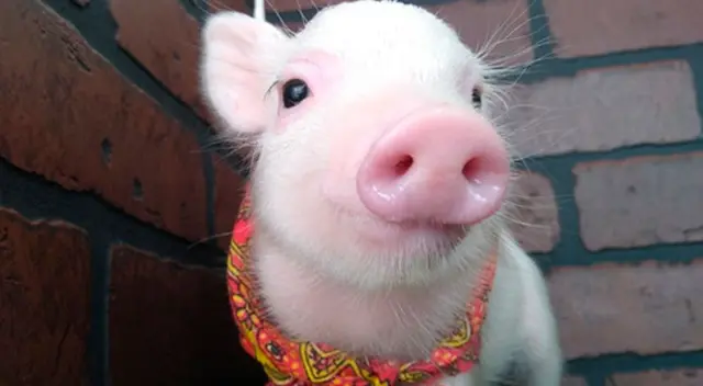 Cerdito fue criado junto a gatos y ahora piensa que es uno de ellos