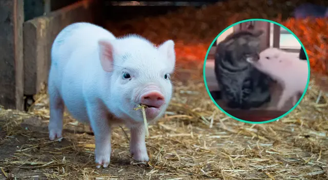 Cerdito fue criado junto a gatos y ahora piensa que es uno de ellos