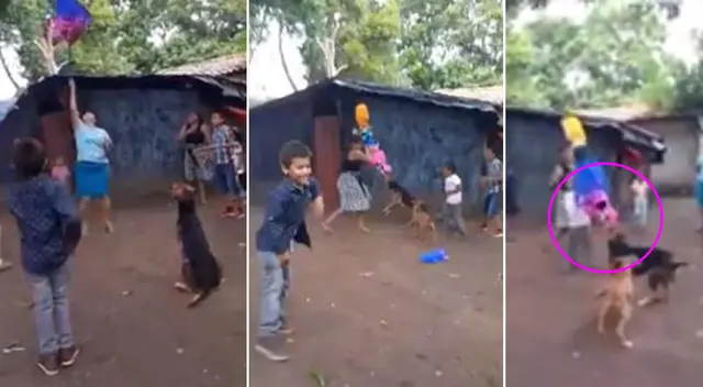 El perrito no pudo contener su  emoción al ver la colorida piñata.