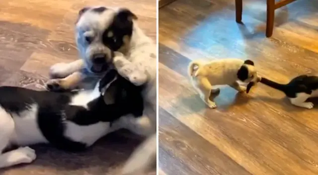 El particular video causó furor en las redes sociales. El particular video causó furor en las redes sociales.