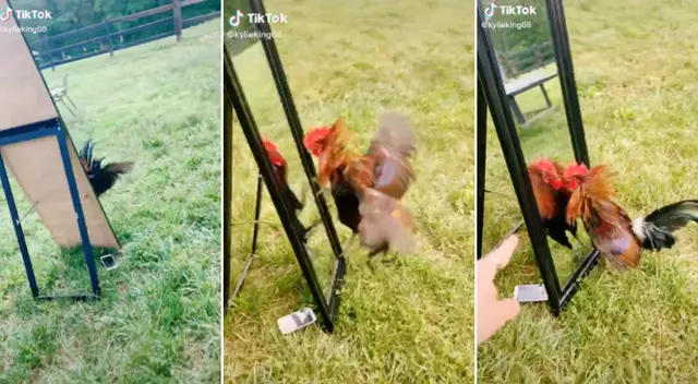 El gallo confundió su reflejo con el de otra ave y empezó a pelearse. El gallo confundió su reflejo con el de otra ave y empezó a pelearse.