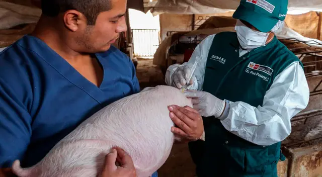 Senasa exhorta a los productores que realicen la notificación oportuna de enfermedades en sus animales. Senasa exhorta a los productores que realicen la notificación oportuna de enfermedades en sus animales.