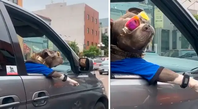 Erik Gucci presume la fama de su pitbull: Erik Gucci presume la fama de su pitbull: