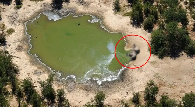 Las autoridades de Botsuana están investigando la muerte de los elefantes.