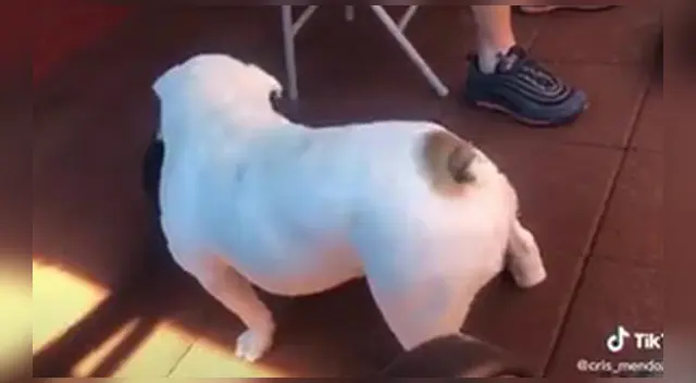 El curioso baile del perro de raza pug se volvió tendencia en cuestión de horas.