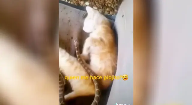 El video generó una gran indignación a los usuarios de TikTok. El video generó una gran indignación a los usuarios de TikTok.