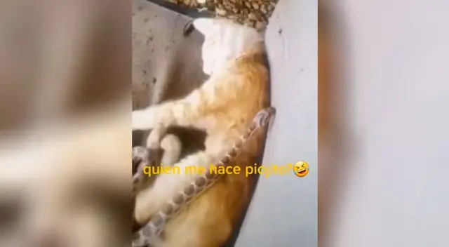 El video generó una gran indignación a los usuarios de TikTok. El video generó una gran indignación a los usuarios de TikTok.