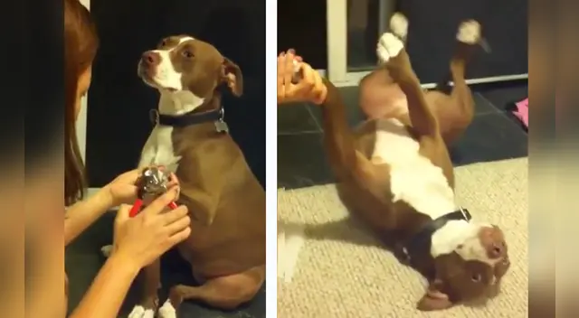 La divertida reacción del can causó las risas de miles de usuarios en las redes sociales. La divertida reacción del can causó las risas de miles de usuarios en las redes sociales.