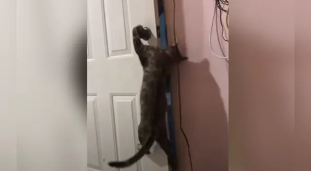 El peculiar comportamiento del gato sorprendió a miles de usuarios en las redes sociales. El peculiar comportamiento del gato sorprendió a miles de usuarios en las redes sociales.