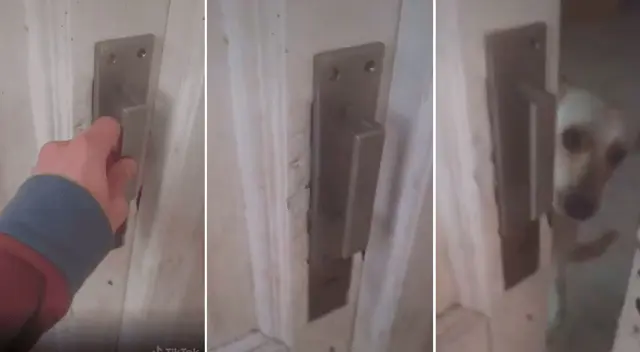 El joven le enseñó al can un singular truco. El joven le enseñó al can un singular truco.