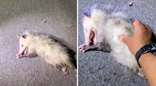 La zarigüeya se recostó sobre la pista para fingir su muerte y evitar ser fracturada. La zarigüeya se recostó sobre la pista para fingir su muerte y evitar ser fracturada.