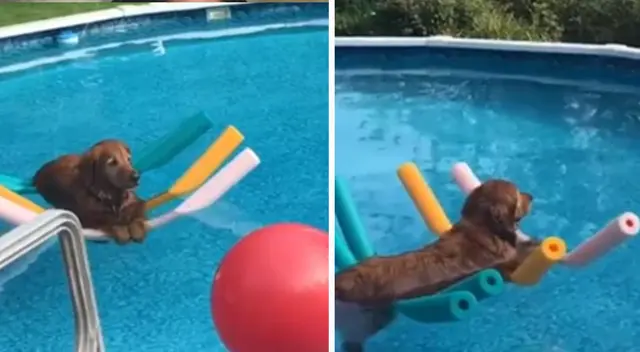 La cómica escena causó la risa de miles de usuarios en las redes sociales. La cómica escena causó la risa de miles de usuarios en las redes sociales.