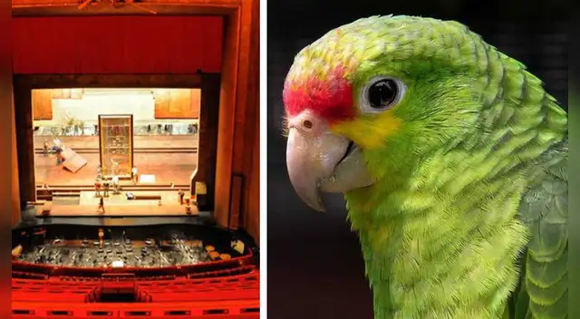 La pequeña ave dejó impactados a los usuarios en las redes sociales con su gran talento. La pequeña ave dejó impactados a los usuarios en las redes sociales con su gran talento.