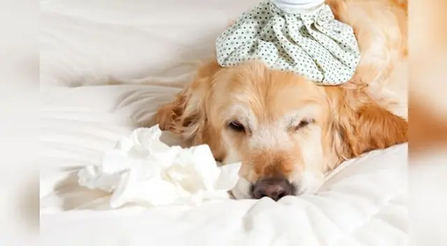 Ten presente que, al igual que ocurre con los humanos, el resfriado de tu perro deberá remitir en pocos días.