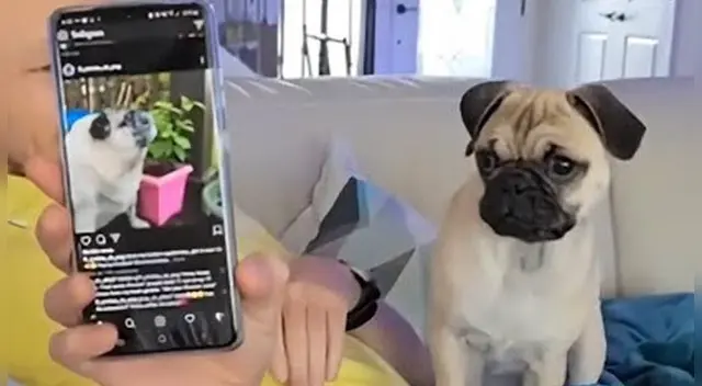 La curiosa reacción del can ha causado la risa de miles de internautas en las redes sociales.