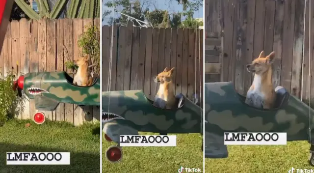 El video viral de la perrita ha arrancado las carcajadas de los usuarios. El video viral de la perrita ha arrancado las carcajadas de los usuarios.