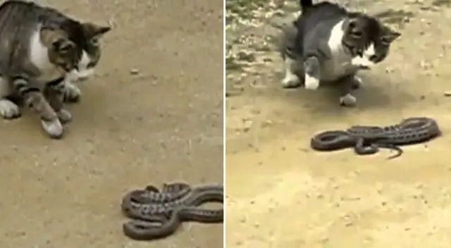 Un video en TikTok muestra a un pobre gatito asustándose con la presencia del reptil. El clip se volvió furor en las redes sociales. Un video en TikTok muestra a un pobre gatito asustándose con la presencia del reptil. El clip se volvió furor en las redes sociales.
