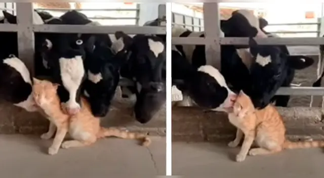 La emotiva escena se ha robado el corazón de miles de usuarios en las redes sociales. La emotiva escena se ha robado el corazón de miles de usuarios en las redes sociales.