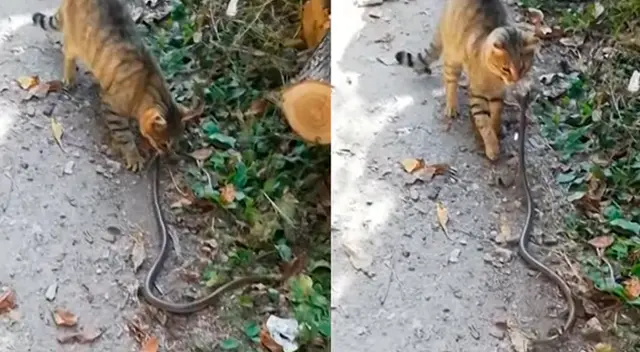 El video generó una gran indignación a los usuarios de TikTok. Foto referencial. El video generó una gran indignación a los usuarios de TikTok. Foto referencial.