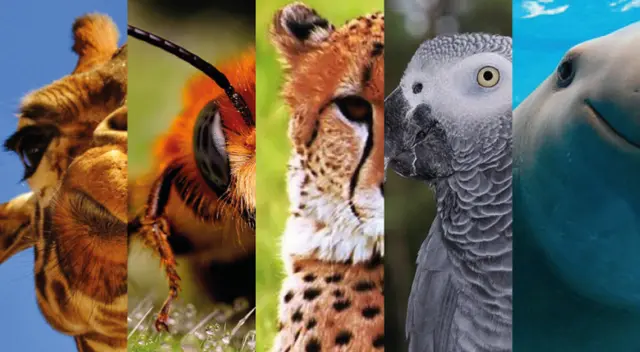 Este 4 de julio se celebra el Día Internacional de la Vida Silvestre. Este 4 de julio se celebra el Día Internacional de la Vida Silvestre.