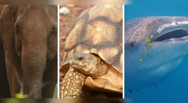 La Unión Internacional de Conservación de la Naturaleza (Uicn) menciona que alrededor de 3.000 especies de animales se encuentran en peligro de extinción. La Unión Internacional de Conservación de la Naturaleza (Uicn) menciona que alrededor de 3.000 especies de animales se encuentran en peligro de extinción.