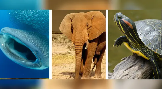 La ONU decretó el Día Internacional de Vida Silvestre este 4 de julio. La ONU decretó el Día Internacional de Vida Silvestre este 4 de julio.