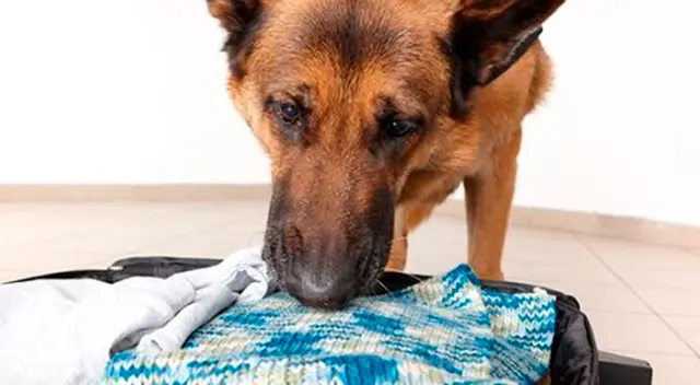 Perros serían una valiosa contribución para luchar ante el COVID-19.