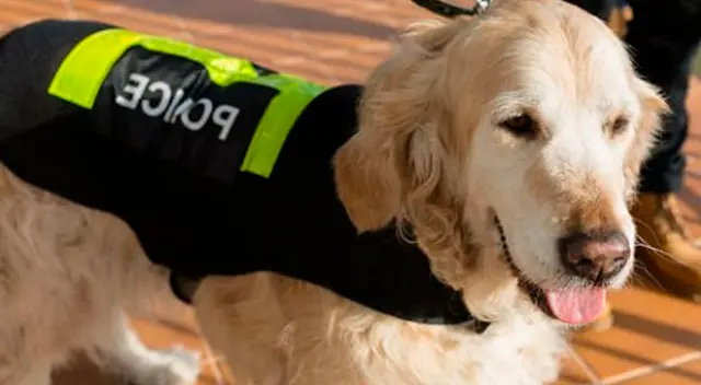 Perros lucharán contra el coronavirus.
