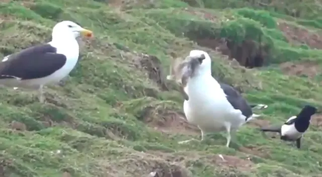 Gaviota se devora al conejo y usuarios quedaron anonadados.