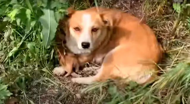 Moli, perrita encontrada en carretera de Serbia.