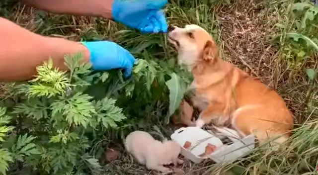 Moli, perrita encontrada en carretera de Serbia.