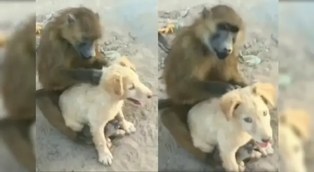 La amistad entre el monito y el cachorro se volvió viral en redes sociales. La amistad entre el monito y el cachorro se volvió viral en redes sociales.