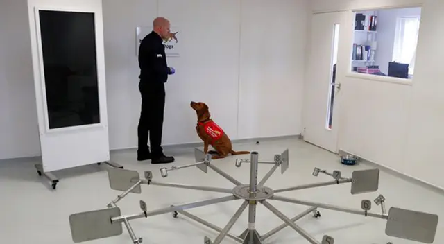 El adiestramiento en la detección de olores se realiza a partir de un aprendizaje asociativo.