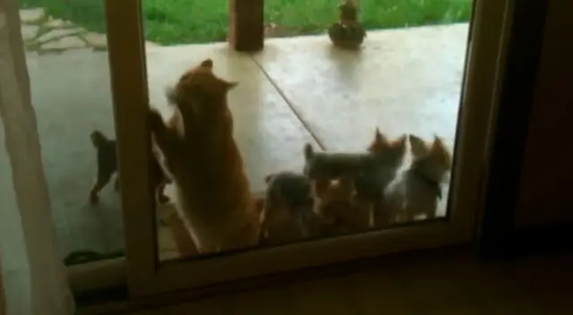 El gato ayudó a unos tiernos cachorritos