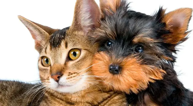 El gato ayudó a unos tiernos cachorritos