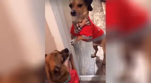 Chihuahuas interpretando canción de Pimpinela la rompen en TikTok