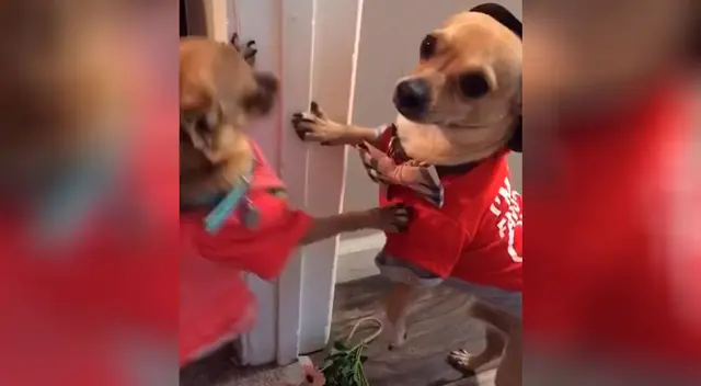 Chihuahuas interpretando canción de Pimpinela la rompen en TikTok