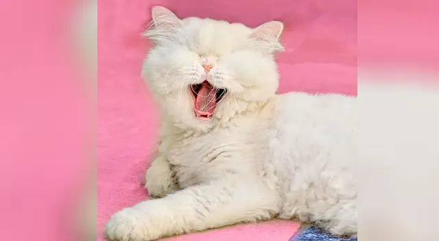 Moet, la gata que ha enamorado a todos en Instagram