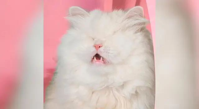 Moet, la gata que ha enamorado a todos en Instagram