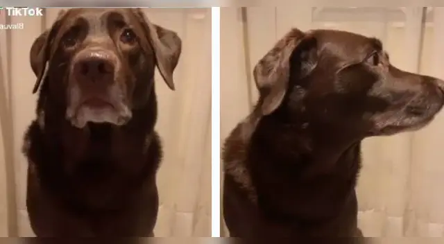 La escena de la rebelde mascota causó la risa de miles de usuarios en las redes sociales. La escena de la rebelde mascota causó la risa de miles de usuarios en las redes sociales.