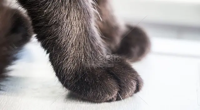 Gato es la sensación en redes sociales. Gato es la sensación en redes sociales.