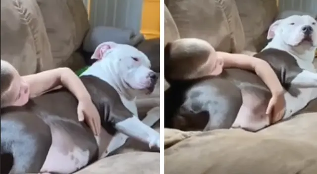 El video viral enterneció a miles de usuarios en las redes sociales. El video viral enterneció a miles de usuarios en las redes sociales.