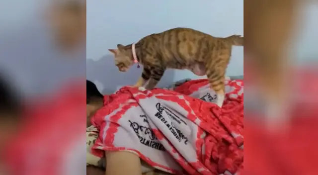 El gatito no dudó en demostrar su amor mediante unos 'masajes'.