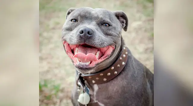 La curiosa reacción de un perro para que su dueño lo deje seguir durmiendo La curiosa reacción de un perro para que su dueño lo deje seguir durmiendo