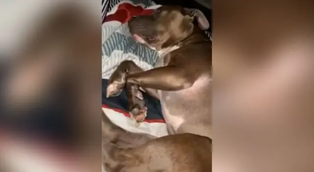 La curiosa reacción de un perro para que su dueño lo deje seguir durmiendo La curiosa reacción de un perro para que su dueño lo deje seguir durmiendo