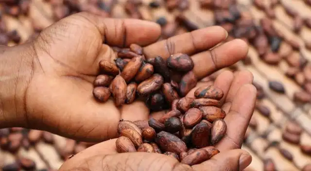 Conoce los beneficios que otorgan a la salud el cacao.